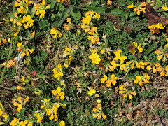 Lotus corniculatus