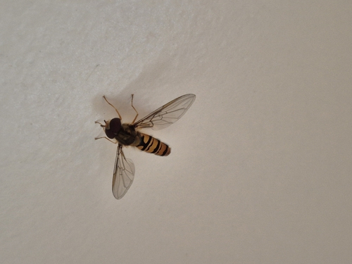 Marmalade Hover Fly