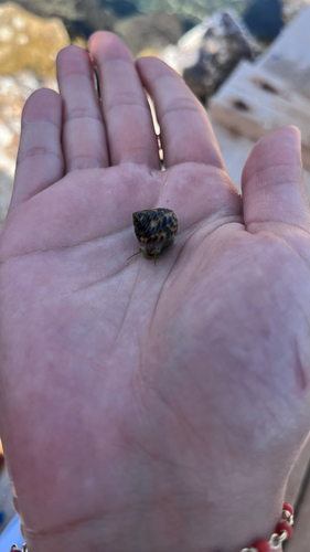 Monodonta turbinata, 2026-10-22