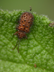Dicladispa testacea