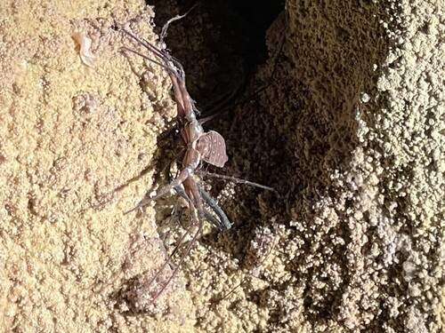 Phrynus operculatus