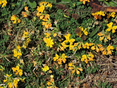 Lotus corniculatus