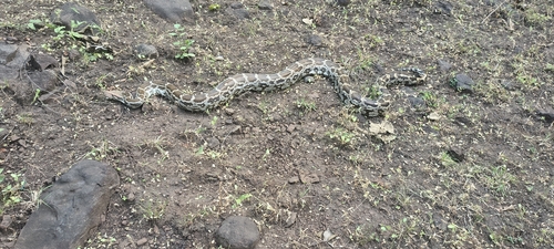 Python molurus, 2026-10-22