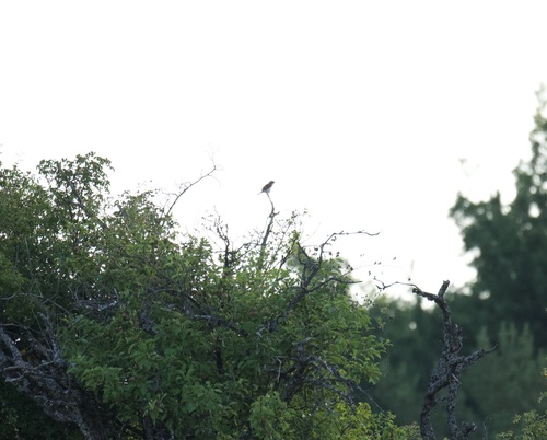 iNaturalist image