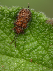 Dicladispa testacea