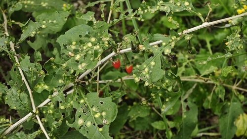 Lycium chinense observed 2026-10-22