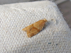 Clepsis penetralis