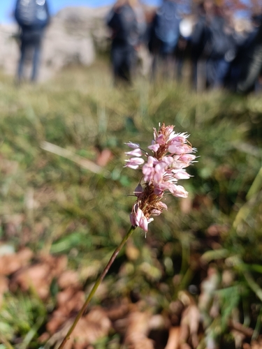 Bistorta officinalis observed 2026-10-22