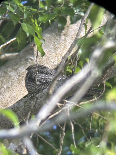 Common Nighthawk