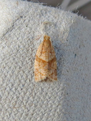 Clepsis penetralis