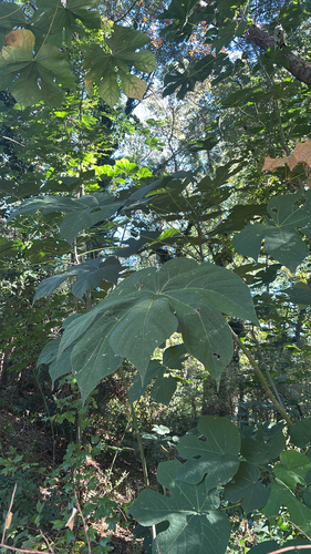 Firmiana simplex observed 2026-10-22