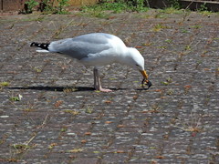 Larus argentatus