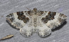 Epirrhoe rivata