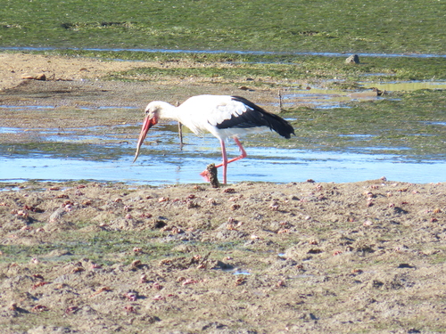 iNaturalist image