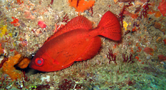 Heteropriacanthus