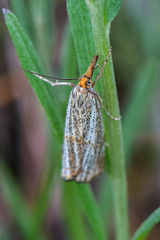 Thisanotia chrysonuchella