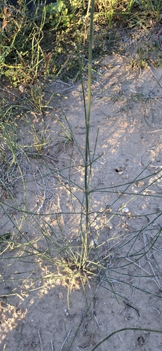Equisetum ramosissimum observed 2026-10-22