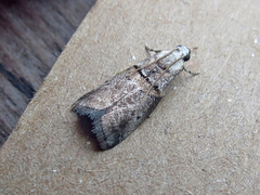 Acrobasis palliolella