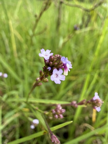 Verbena litoralis observed 2026-10-05
