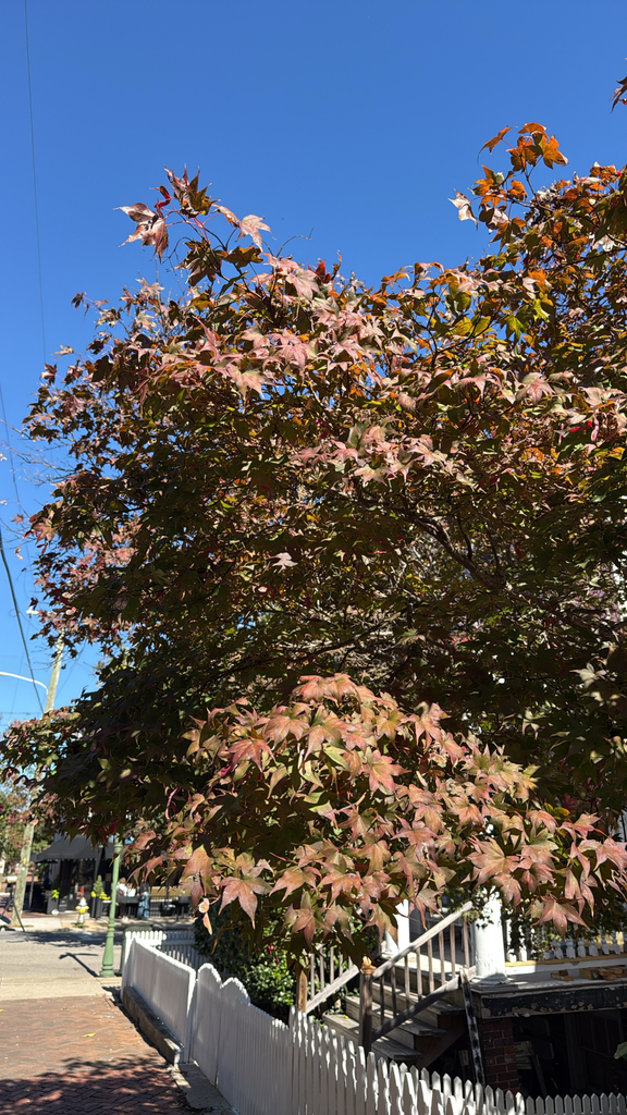 A photograph taken in Virginia on Oct 21, 2026, where the observer’s point is approximate.