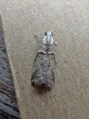 Acrobasis palliolella