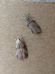 Acrobasis palliolella
