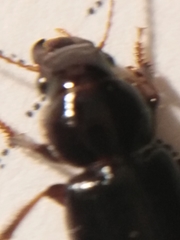 Microderes brachypus