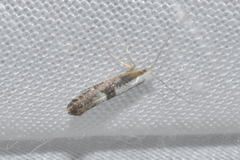 Argyresthia spinosella