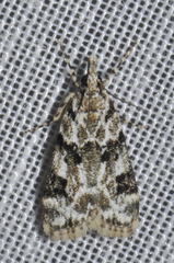 Eudonia delunella