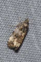 Endothenia