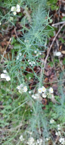 Pale Toadflax