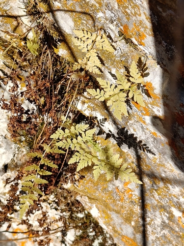 Cystopteris fragilis observed 2026-10-21