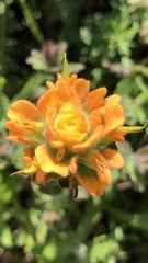 Castilleja latifolia