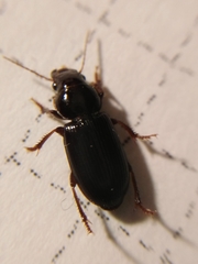 Microderes brachypus