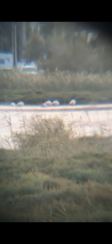 Greater Flamingo