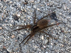 Varacosa