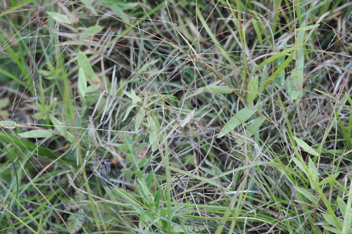 Gymnopogon brevifolius, 2026-10-17