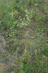 Aulacospermum multifidum