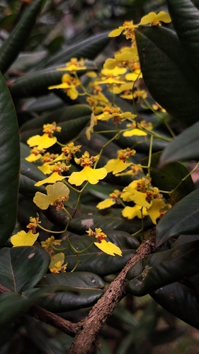 Gomesa flexuosa, 2026-10-22
