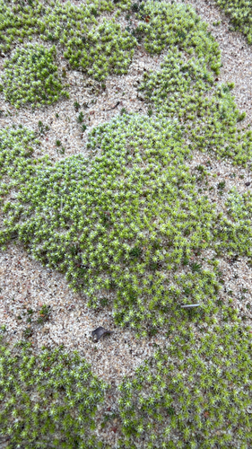 Niphotrichum canescens observed 2026-10-22