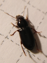 Microderes brachypus