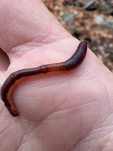 Dendrobaena octaedra observed 2026-10-22