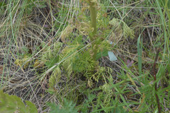 Aulacospermum multifidum