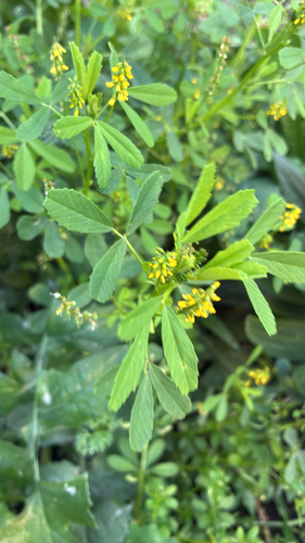 Melilotus indicus observed 2026-10-22