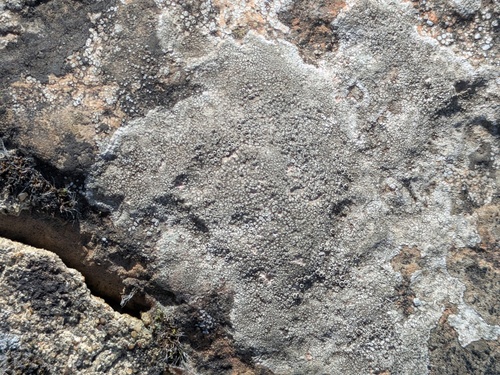 Lecanora subfusca observed 2026-10-22