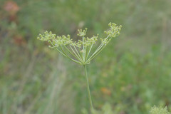 Aulacospermum multifidum