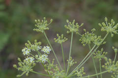 Aulacospermum multifidum