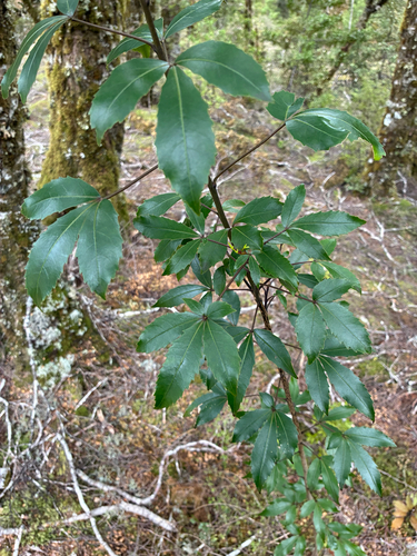Raukaua simplex observed 2026-10-22