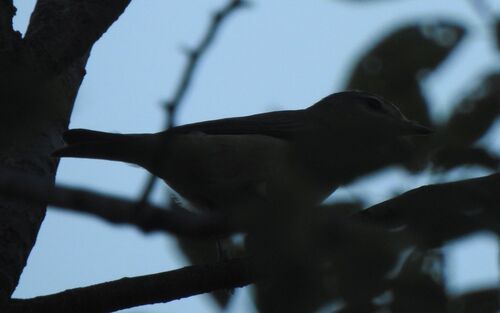Eastern Warbling Vireo