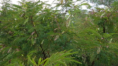 Leucaena diversifolia